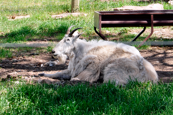 Rocky Mountain Goat at Bear Country USA